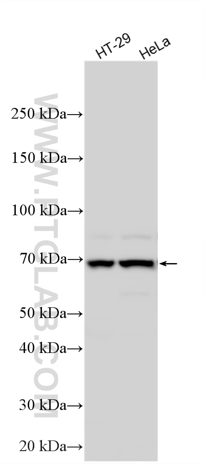 Western Blot (WB) analysis of various lysates using SAMD4B Polyclonal antibody (17723-1-AP)