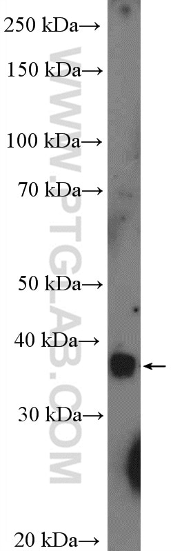 Western Blot (WB) analysis of mouse heart tissue using SAMD8 Polyclonal antibody (26815-1-AP)