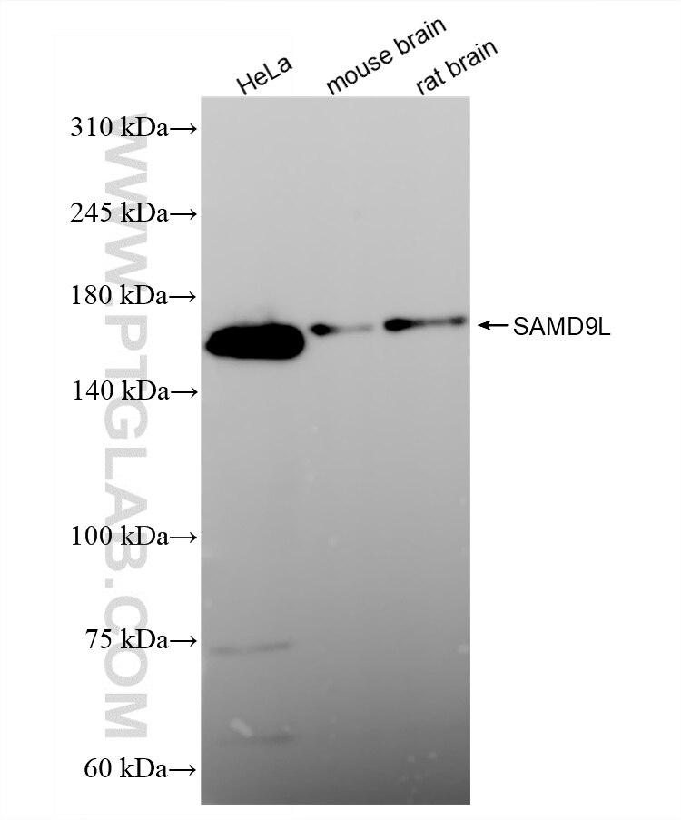 WB analysis using 84109-1-RR Western Blot (WB) analysis of various lysates using SAMD9L Recombinant monoclonal antibody (84109-1-RR)