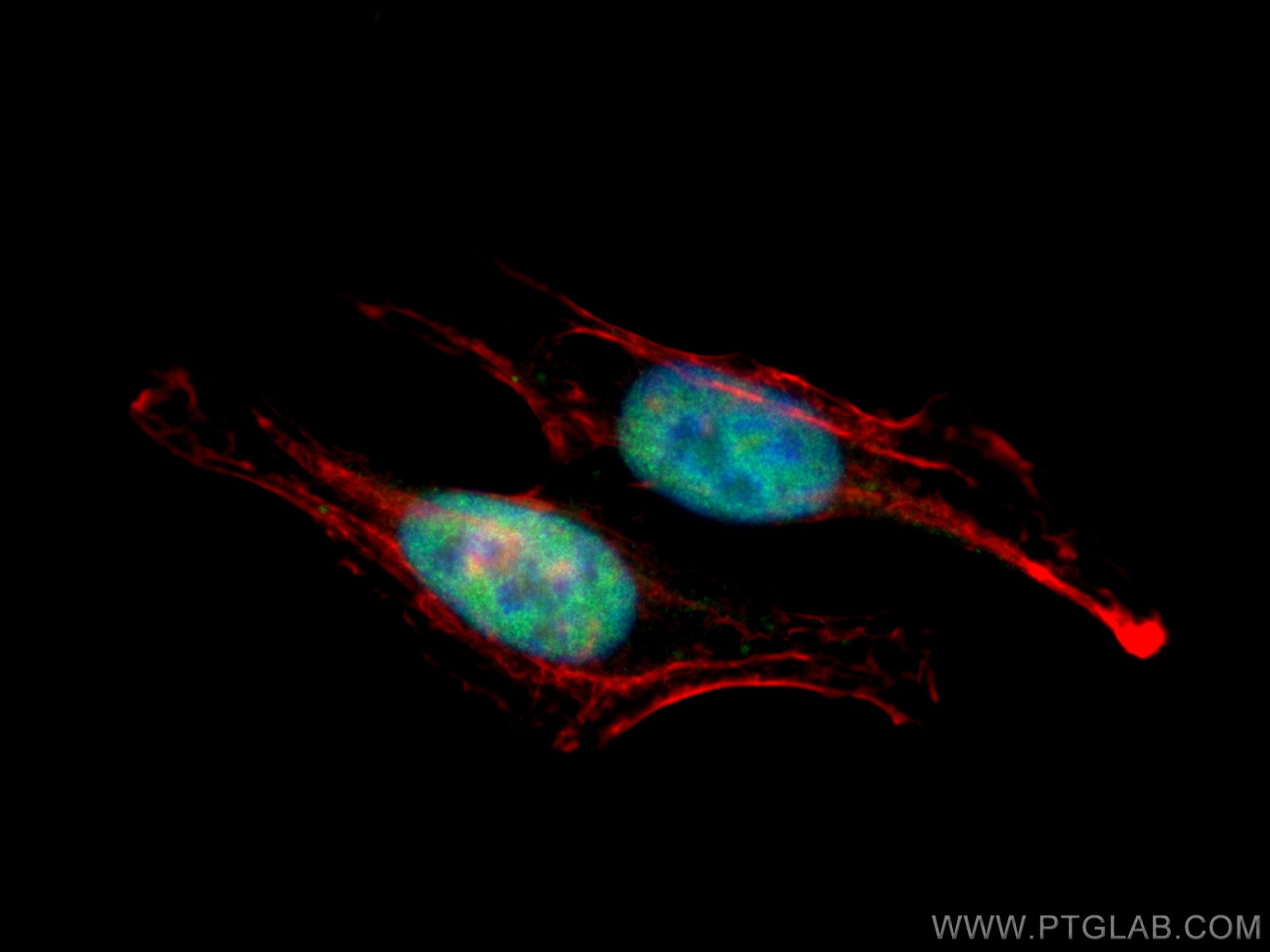 Immunofluorescence (IF) / fluorescent staining of HepG2 cells using SAMHD1 Polyclonal antibody (12586-1-AP)