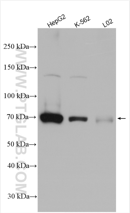 Western Blot (WB) analysis of various lysates using SAMHD1 Polyclonal antibody (12586-1-AP)