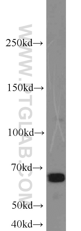 Western Blot (WB) analysis of L02 cells using SAMHD1 Polyclonal antibody (12586-1-AP)