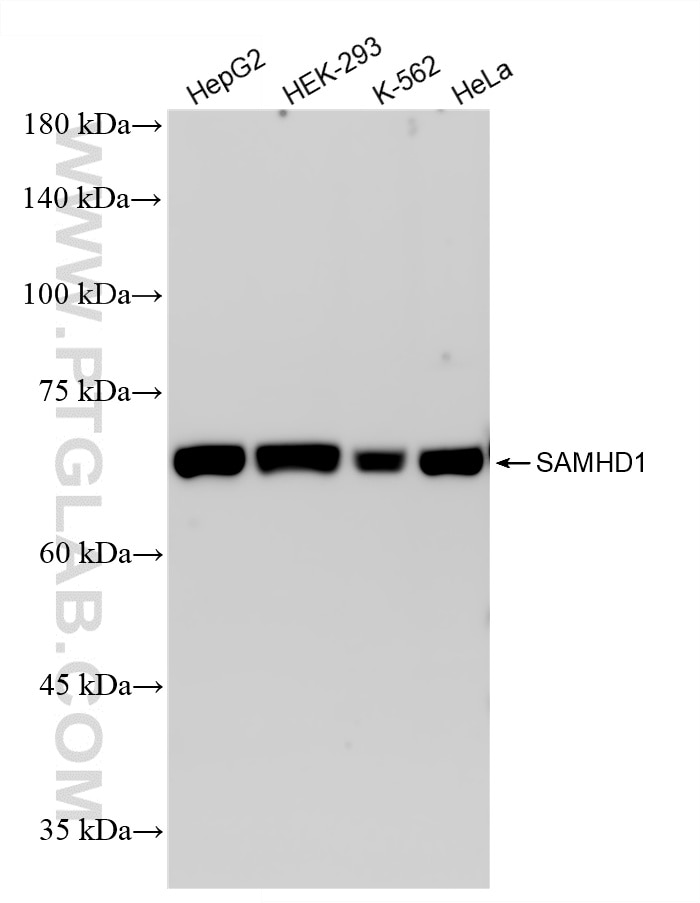 Western Blot (WB) analysis of various lysates using SAMHD1 Recombinant monoclonal antibody (86798-1-RR)