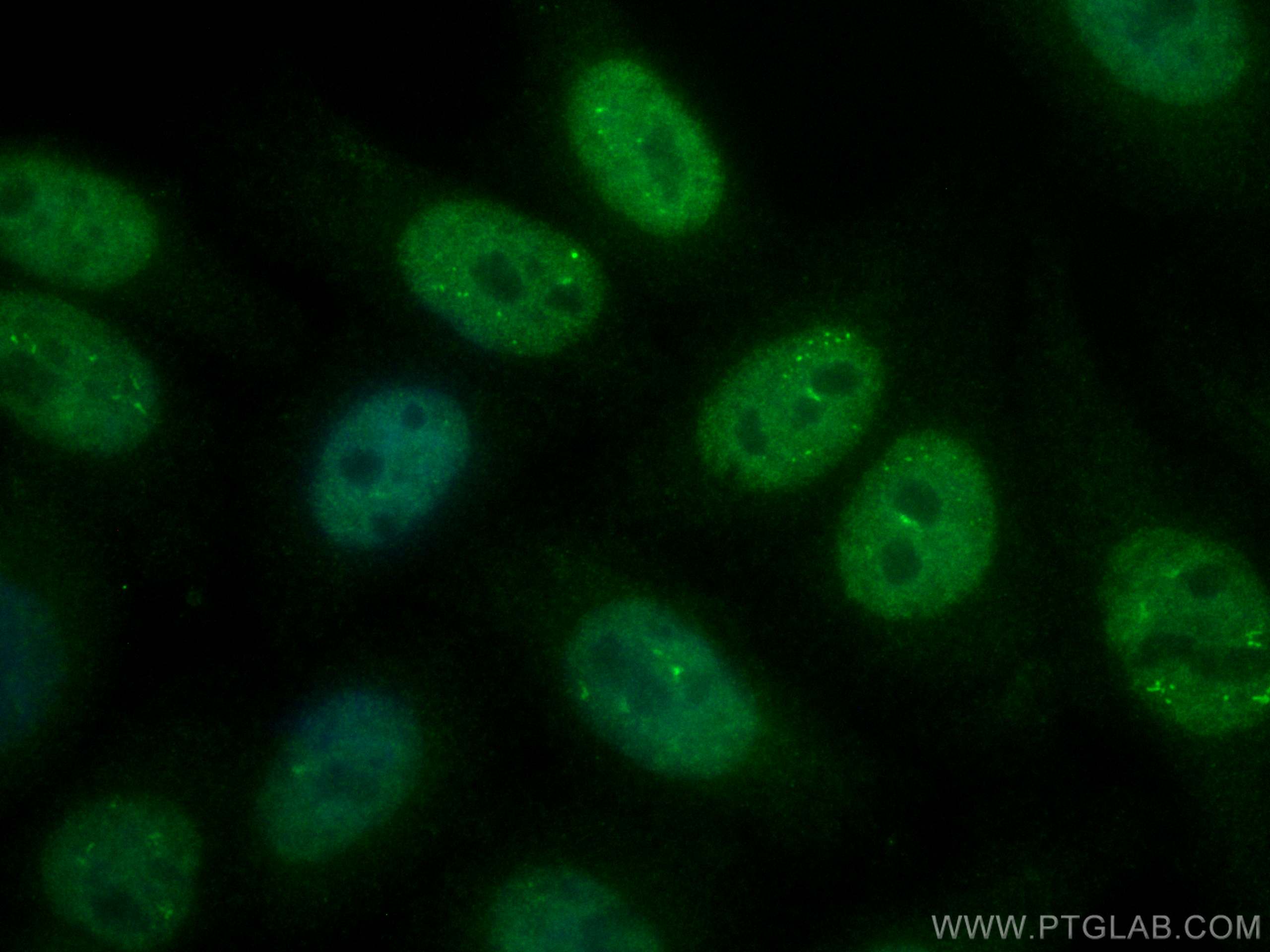 Immunofluorescence (IF) / fluorescent staining of HepG2 cells using CoraLite® Plus 488-conjugated SAMHD1 Polyclonal an (CL488-12586)