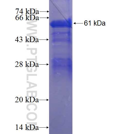 SAMHD1 fusion protein Ag3287 SDS-PAGE