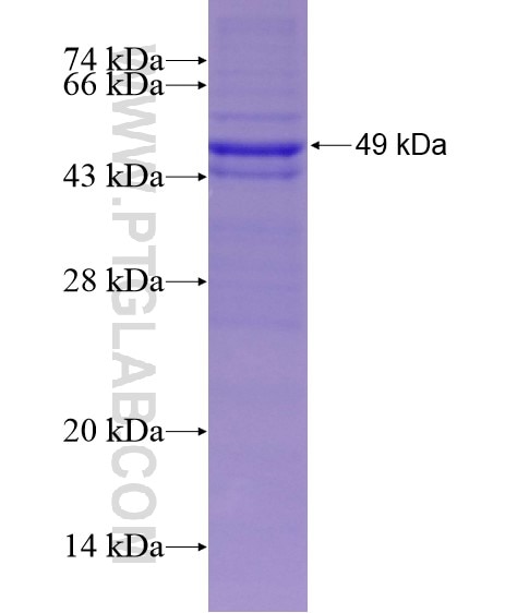 SAMM50 fusion protein Ag29152 SDS-PAGE