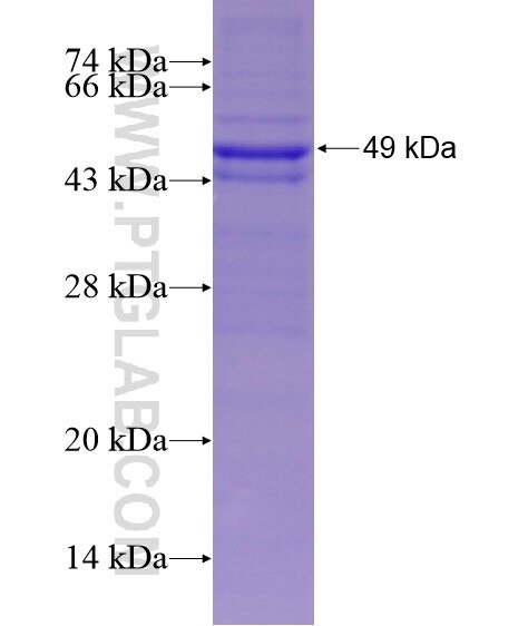 SAMM50 fusion protein Ag29152 SDS-PAGE