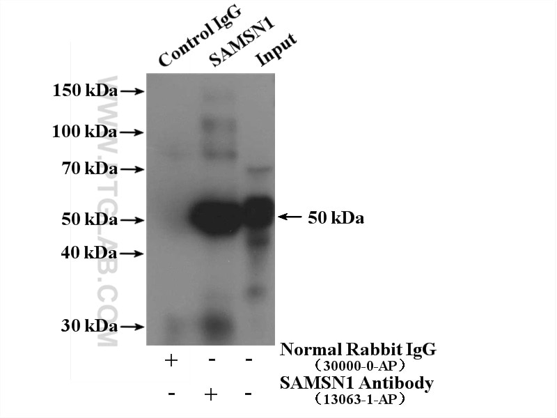 Immunoprecipitation (IP) experiment of K-562 cells using SAMSN1 Polyclonal antibody (13063-1-AP)