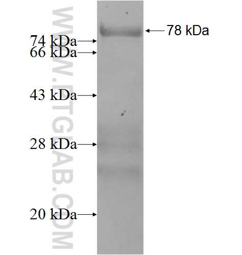 SAMSN1 fusion protein Ag3755 SDS-PAGE