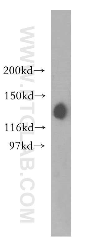 Western Blot (WB) analysis of HEK-293 cells using SAP130 Polyclonal antibody (12130-1-AP)