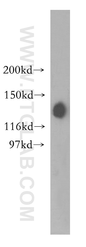 WB analysis of HEK-293 using 12130-1-AP