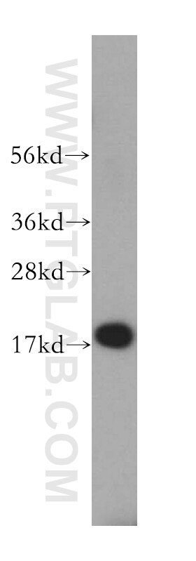 Western Blot (WB) analysis of K-562 cells using SAP18 Polyclonal antibody (13841-1-AP)