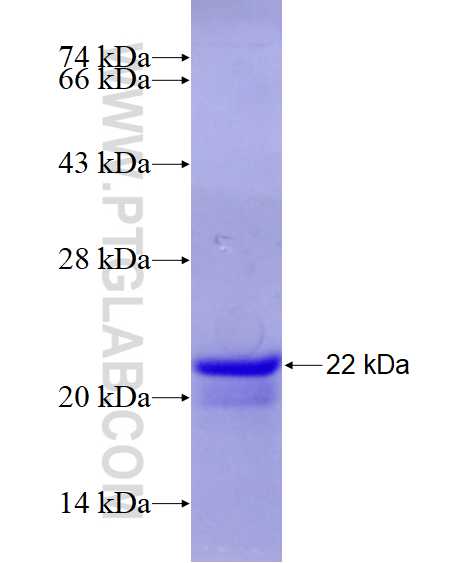 SAP18 fusion protein Ag4974 SDS-PAGE