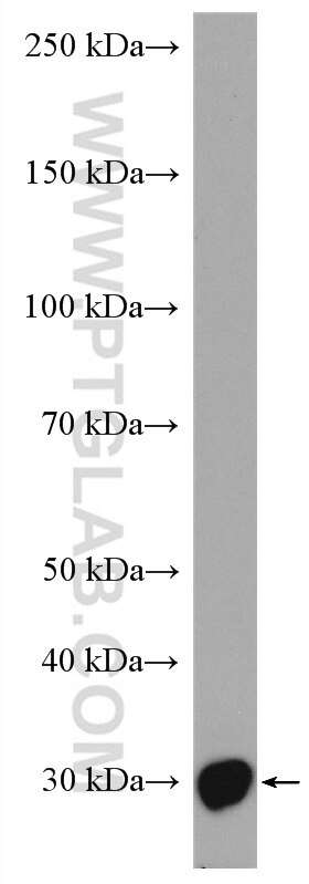 Western Blot (WB) analysis of K-562 cells using SAP30 Polyclonal antibody (27679-1-AP)