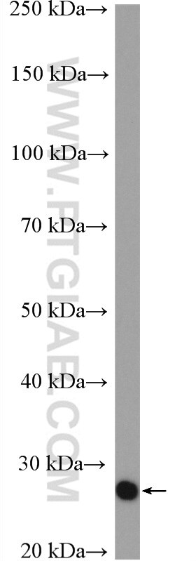 Western Blot (WB) analysis of HL-60 cells using SAP30 Polyclonal antibody (27679-1-AP)