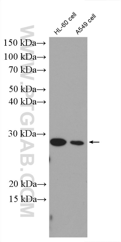 Western Blot (WB) analysis of A549 cells using SAP30 Polyclonal antibody (27679-1-AP)