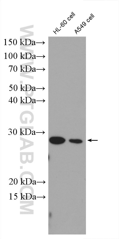 WB analysis of A549 using 27679-1-AP