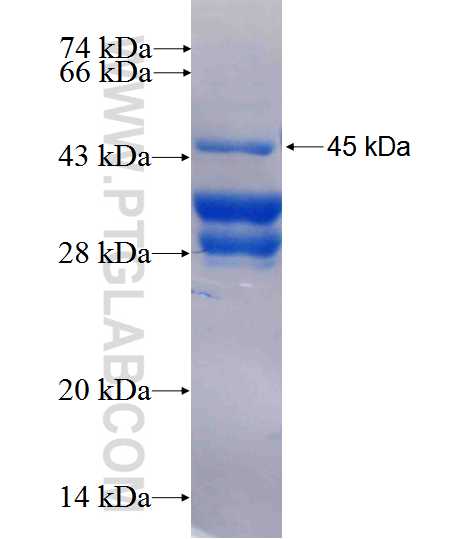 SAP30 fusion protein Ag26516 SDS-PAGE