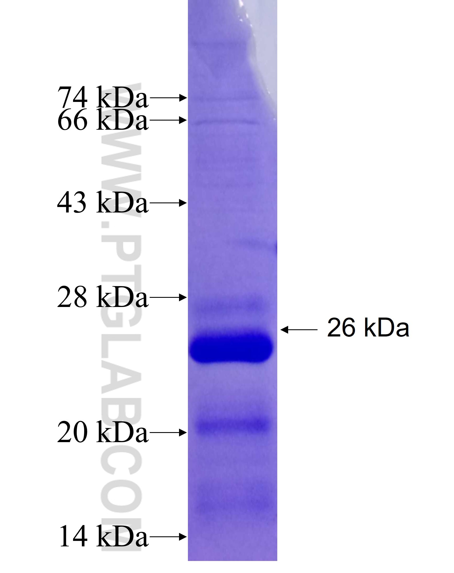 SAP30 fusion protein Ag26543 SDS-PAGE
