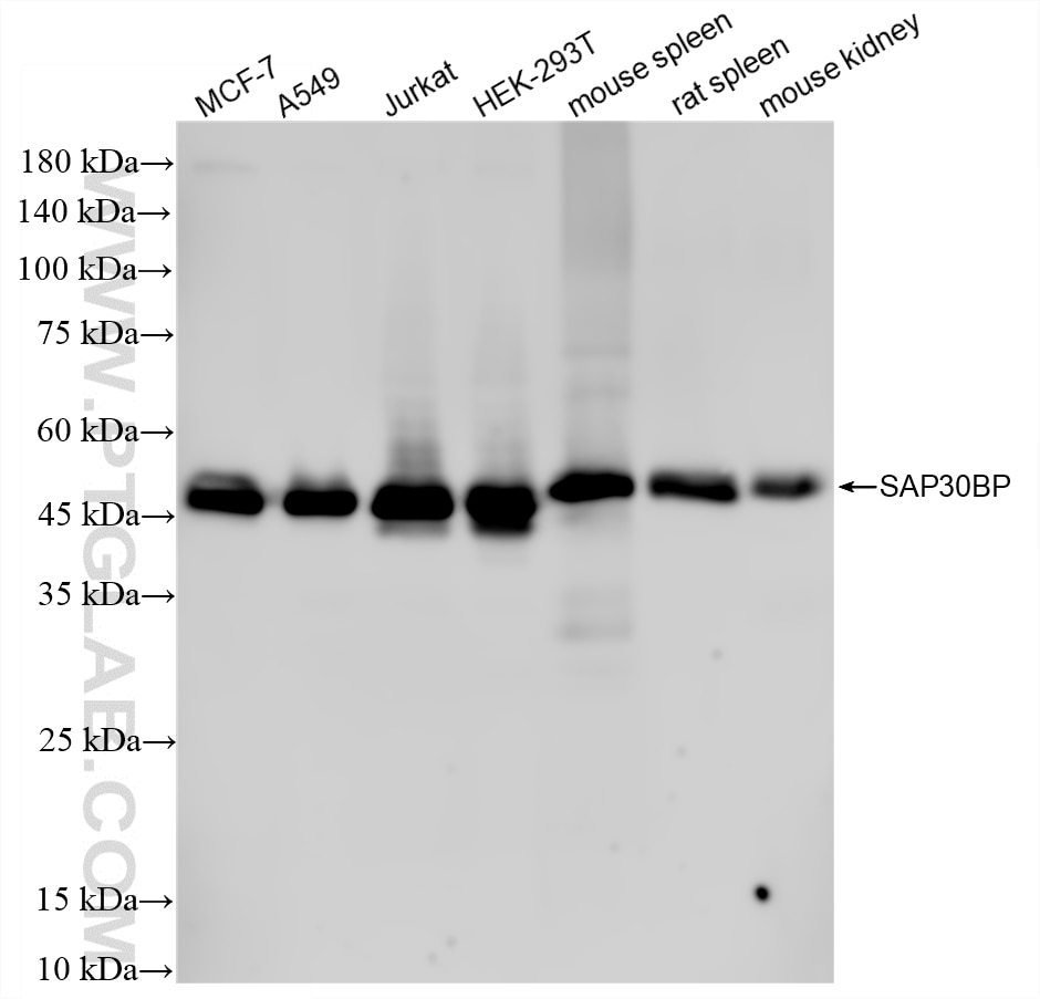 Western Blot (WB) analysis of various lysates using SAP30BP Recombinant monoclonal antibody (87054-1-RR)