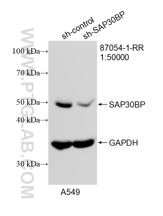 WB analysis of A549 using 87054-1-RR Western Blot (WB) analysis of A549 cells using SAP30BP Recombinant monoclonal antibody (87054-1-RR)