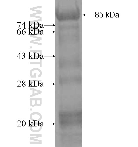 SAPS1 fusion protein Ag12149 SDS-PAGE