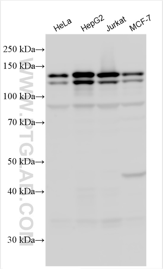 Western Blot (WB) analysis of various lysates using SAPS2 Polyclonal antibody (26190-1-AP)