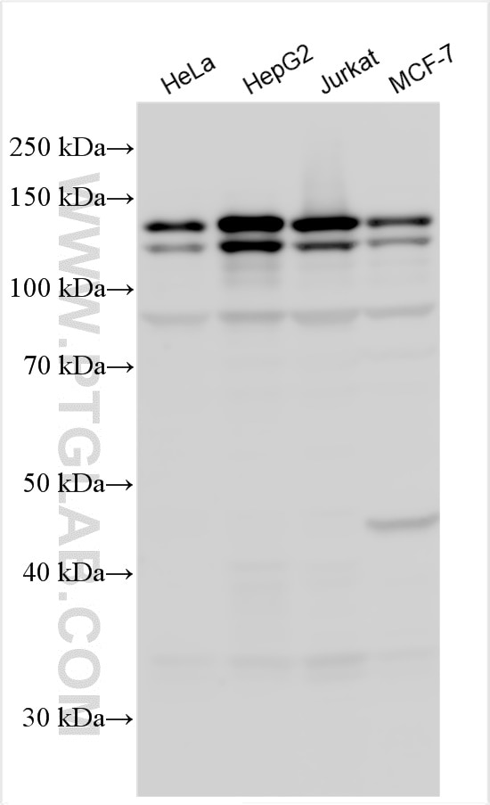 WB analysis using 26190-1-AP