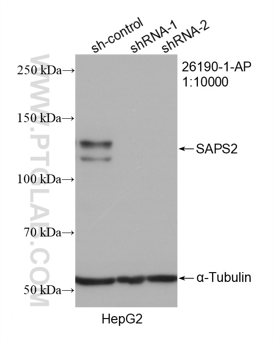 WB analysis of HepG2 using 26190-1-AP