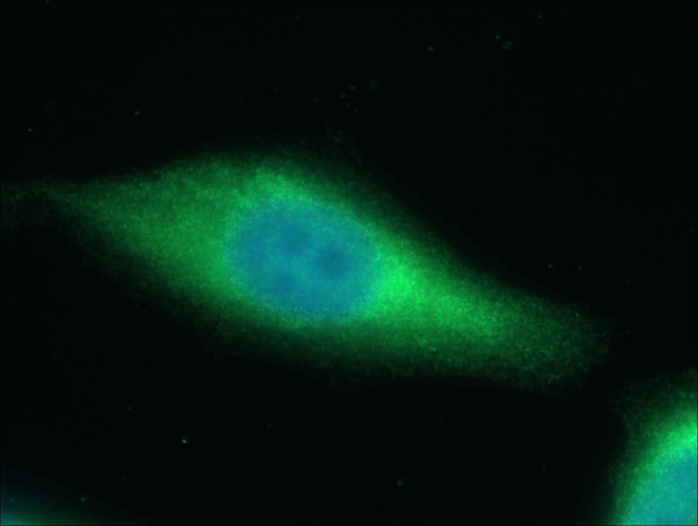 Immunofluorescence (IF) / fluorescent staining of HepG2 cells using SAPS3 Polyclonal antibody (16944-1-AP)