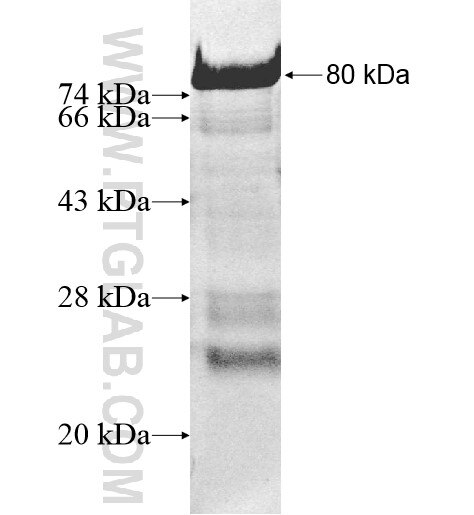 SAPS3 fusion protein Ag10555 SDS-PAGE