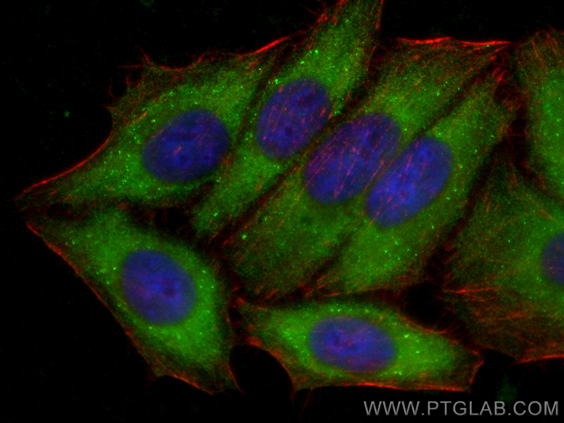 Immunofluorescence (IF) / fluorescent staining of HepG2 cells using SAR1A Polyclonal antibody (22291-1-AP)
