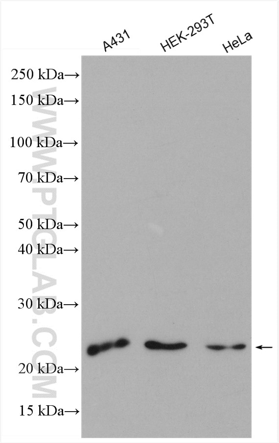 Western Blot (WB) analysis of various lysates using SAR1A Polyclonal antibody (22291-1-AP)