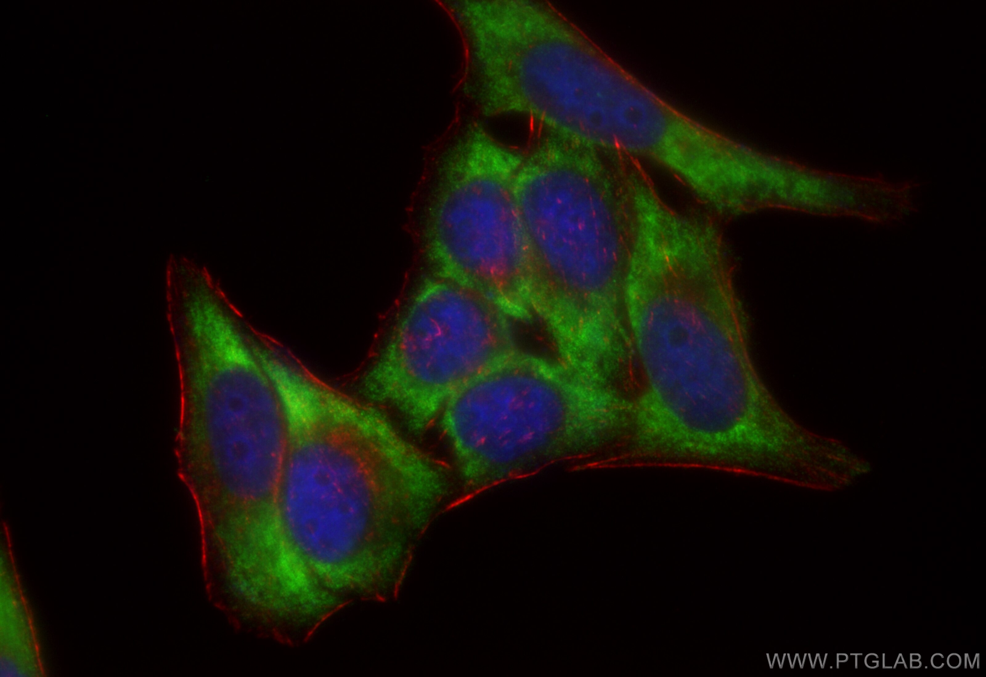Immunofluorescence (IF) / fluorescent staining of HepG2 cells using CoraLite® Plus 488-conjugated SAR1A Recombinant an (CL488-83168-7)