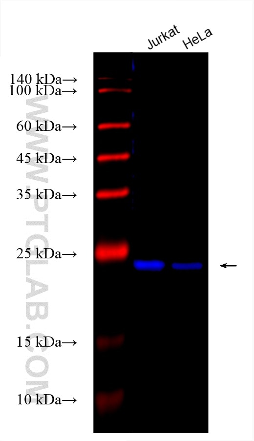 Western Blot (WB) analysis of various lysates using CoraLite® Plus 750-conjugated SAR1A Recombinant an (CL750-83168-6)