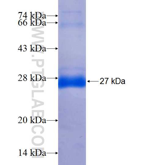 SAR1A fusion protein Ag7508 SDS-PAGE