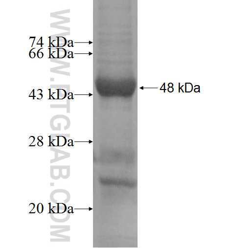 SAR1A fusion protein Ag7596 SDS-PAGE