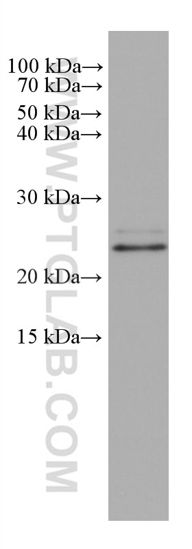 Western Blot (WB) analysis of HepG2 cells using SAR1B Monoclonal antibody (67765-1-Ig)
