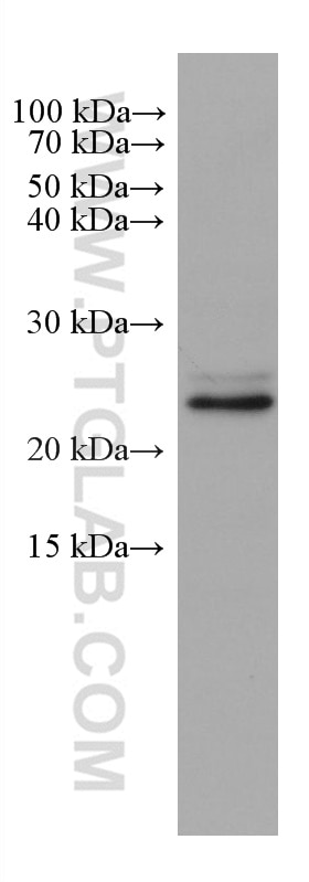 Western Blot (WB) analysis of L02 cells using SAR1B Monoclonal antibody (67765-1-Ig)
