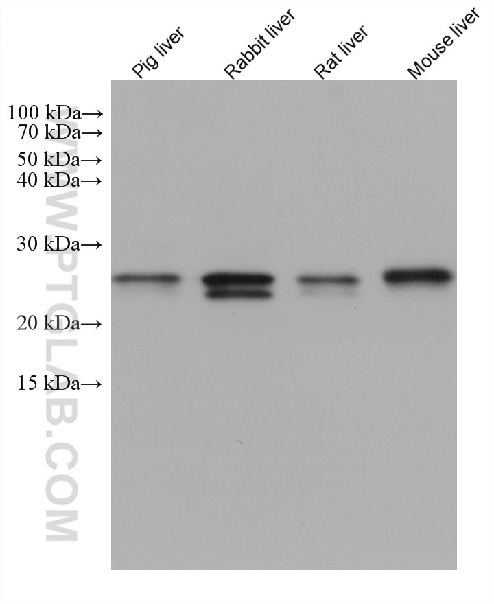 Western Blot (WB) analysis of various lysates using SAR1B Monoclonal antibody (67765-1-Ig)