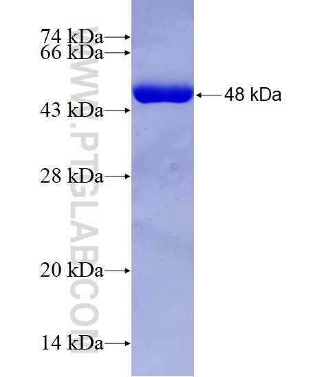 SAR1B fusion protein Ag7718 SDS-PAGE