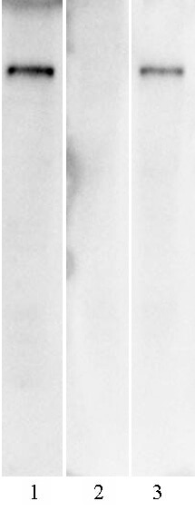 Western Blot (WB) analysis of HEK293 cells using SARS-CoV-2 Spike Recombinant antibody (91345-PTG)