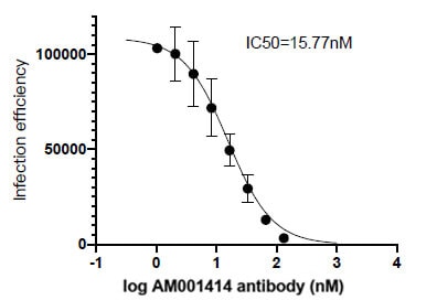 Neutralization experiment of SARS-CoV-2 Spike using SARS-CoV-2 Spike Recombinant antibody (91361-PTG)