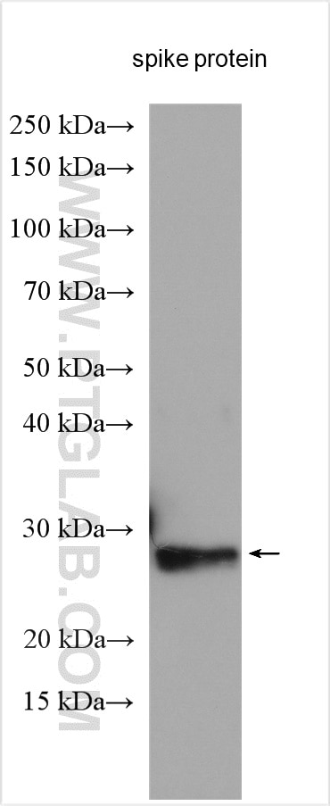 Western Blot (WB) analysis of various lysates using SARS-CoV-2 S protein (319-541 aa) Polyclonal antib (28991-1-AP)