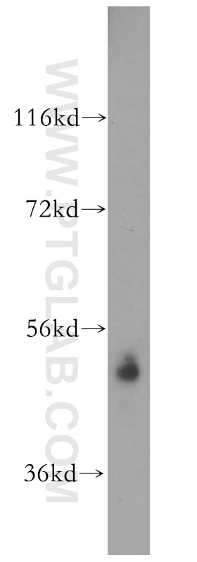 Western Blot (WB) analysis of mouse liver tissue using SARS2 Polyclonal antibody (17258-1-AP)
