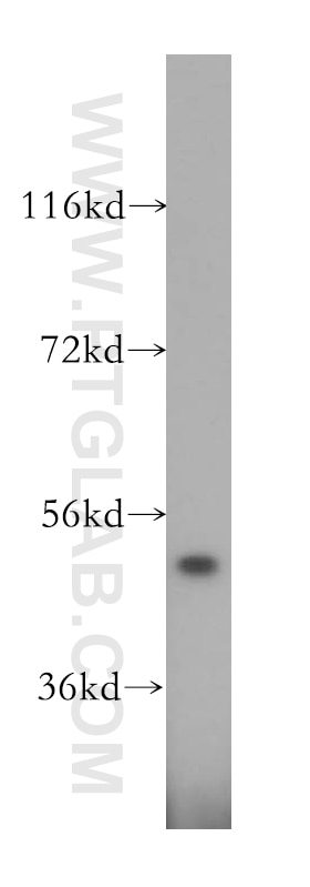 Western Blot (WB) analysis of HepG2 cells using SARS2 Polyclonal antibody (17258-1-AP)