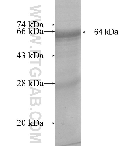 SARS2 fusion protein Ag10913 SDS-PAGE