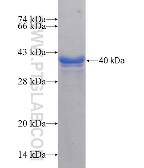 SARS2 fusion protein Ag11114 SDS-PAGE