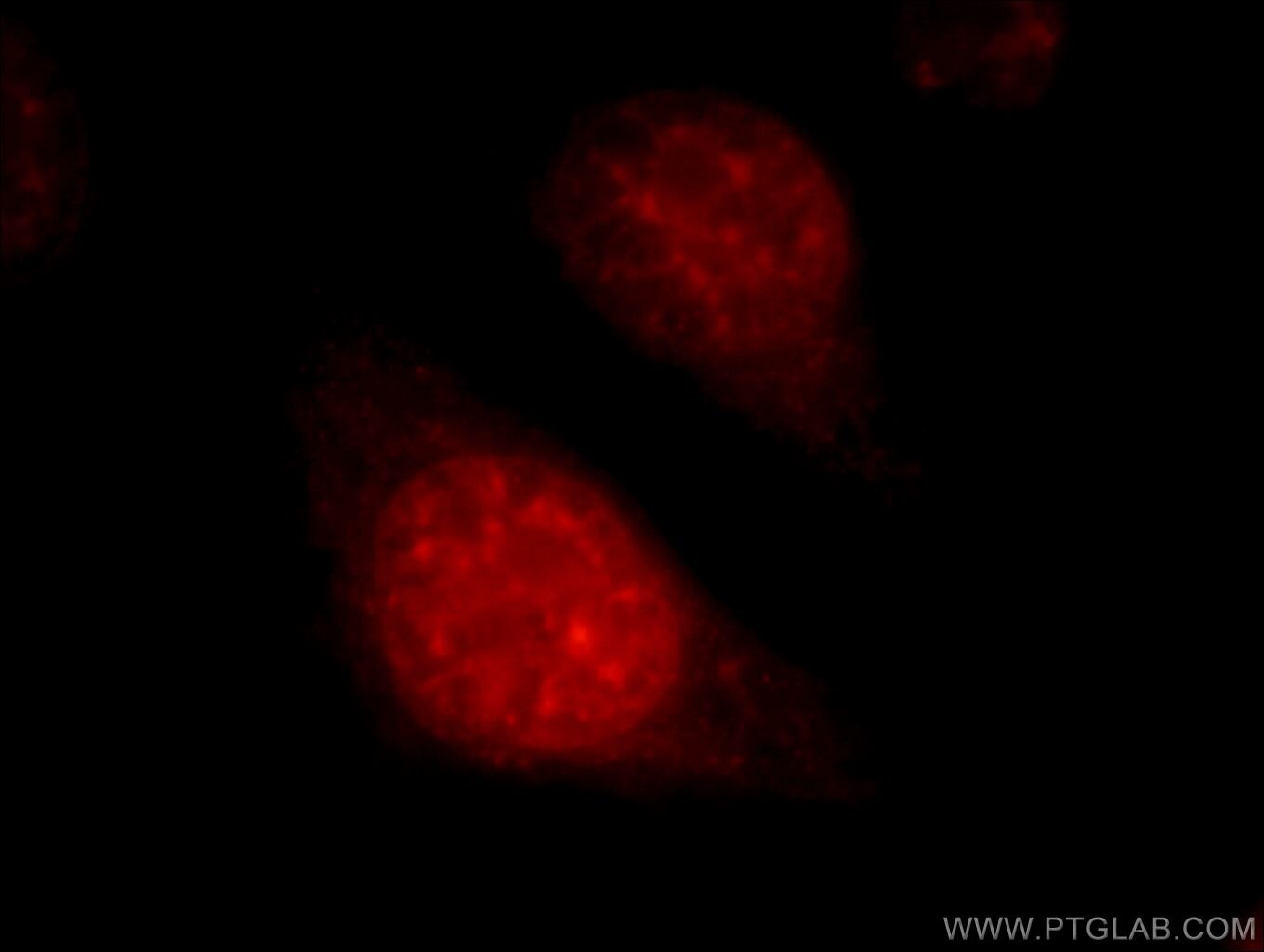 Immunofluorescence (IF) / fluorescent staining of HepG2 cells using SART1 Polyclonal antibody (22675-1-AP)