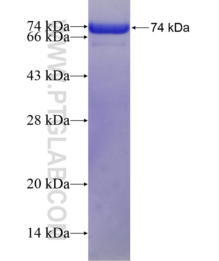 SART3 fusion protein Ag12590 SDS-PAGE